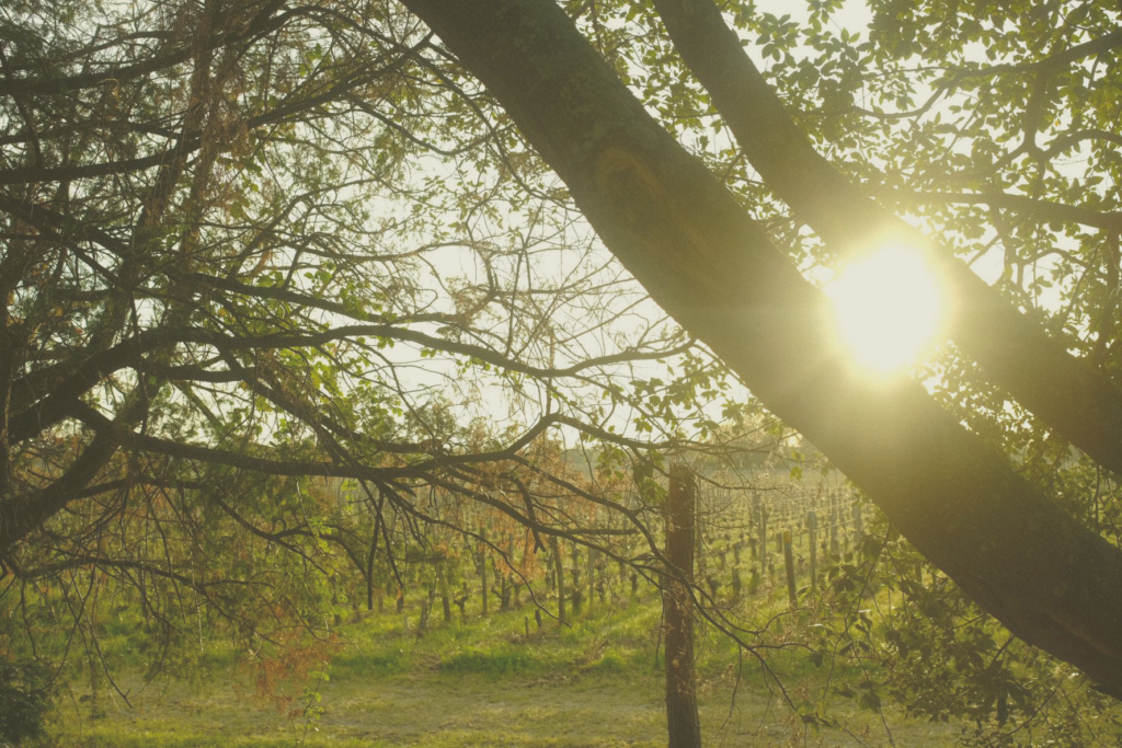 wine